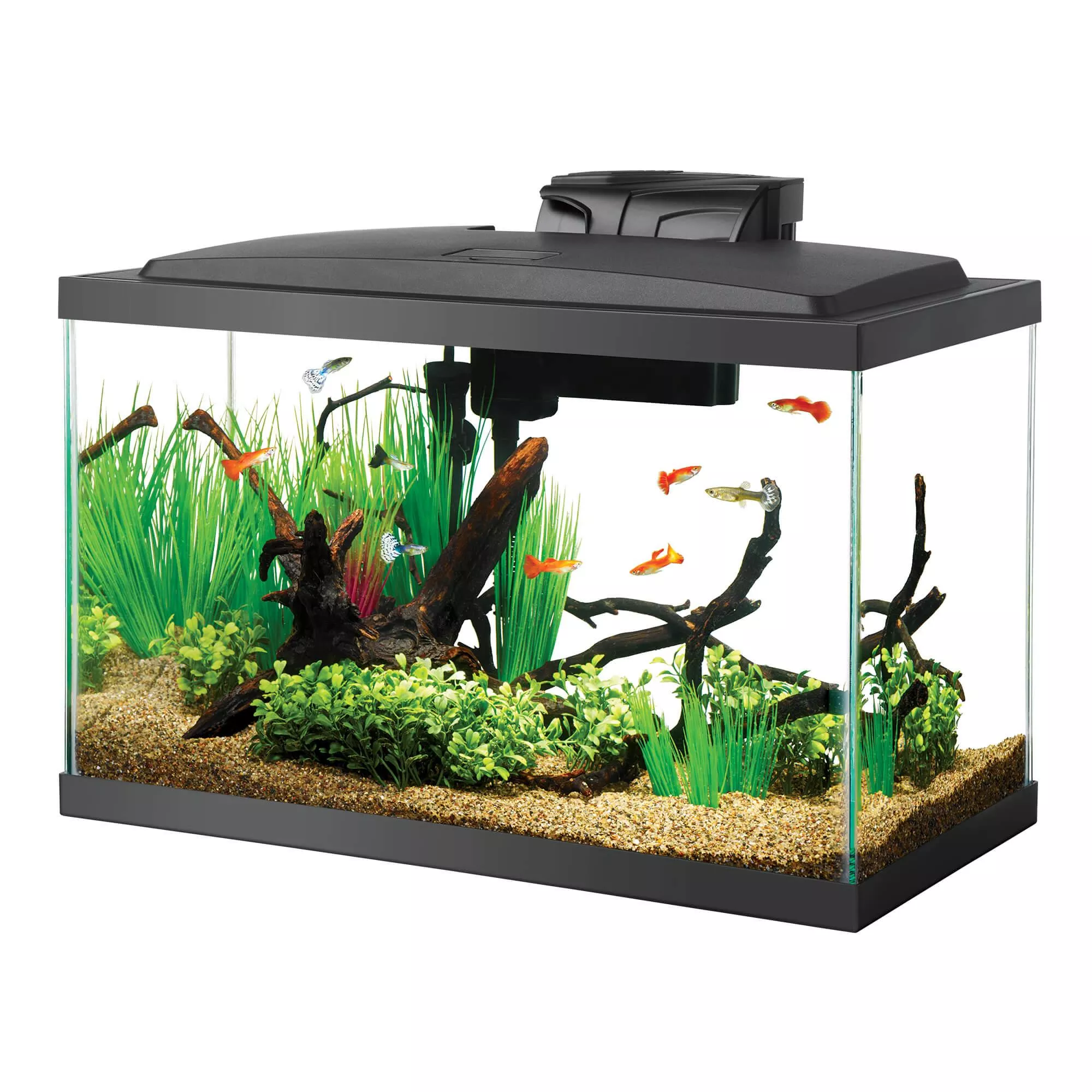 10-gallon-aquarium-starter-kit 10 Gallon Aquarium Starter Kit