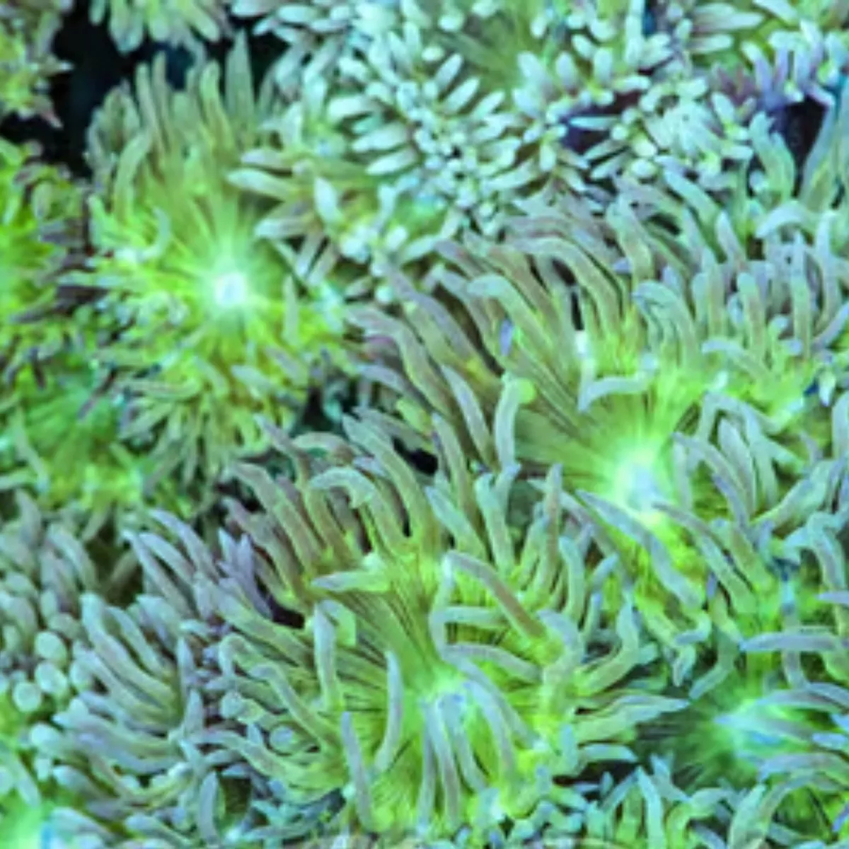 10-heads-duncan-coral-1-2-saq-coral-farm (10 Heads) Duncan Coral (1″ – 2″) – SAQ Coral Farm