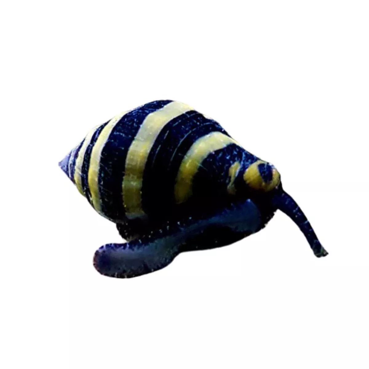 10-pack-bumble-bee-snail-engina-mendicaria-cleanup-crew (10) Pack Bumble Bee Snail (Engina mendicaria) – Cleanup Crew
