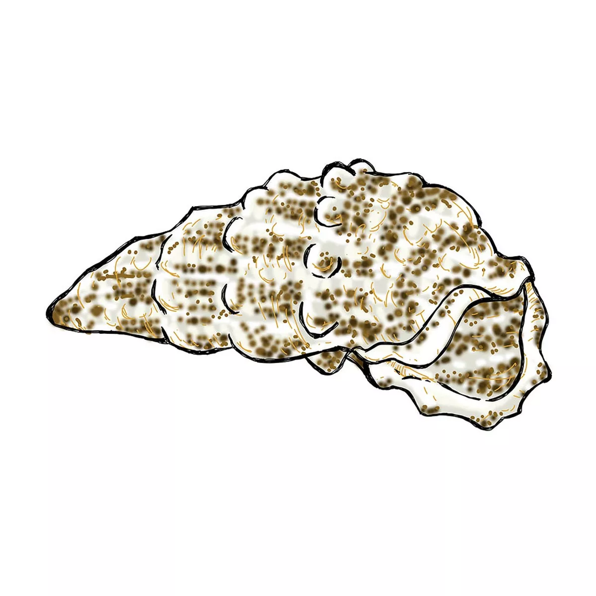 10-pack-cerith-snail-cerithium-sp-cleanup-crew (10) Pack Cerith Snail (Cerithium SP) – Cleanup Crew
