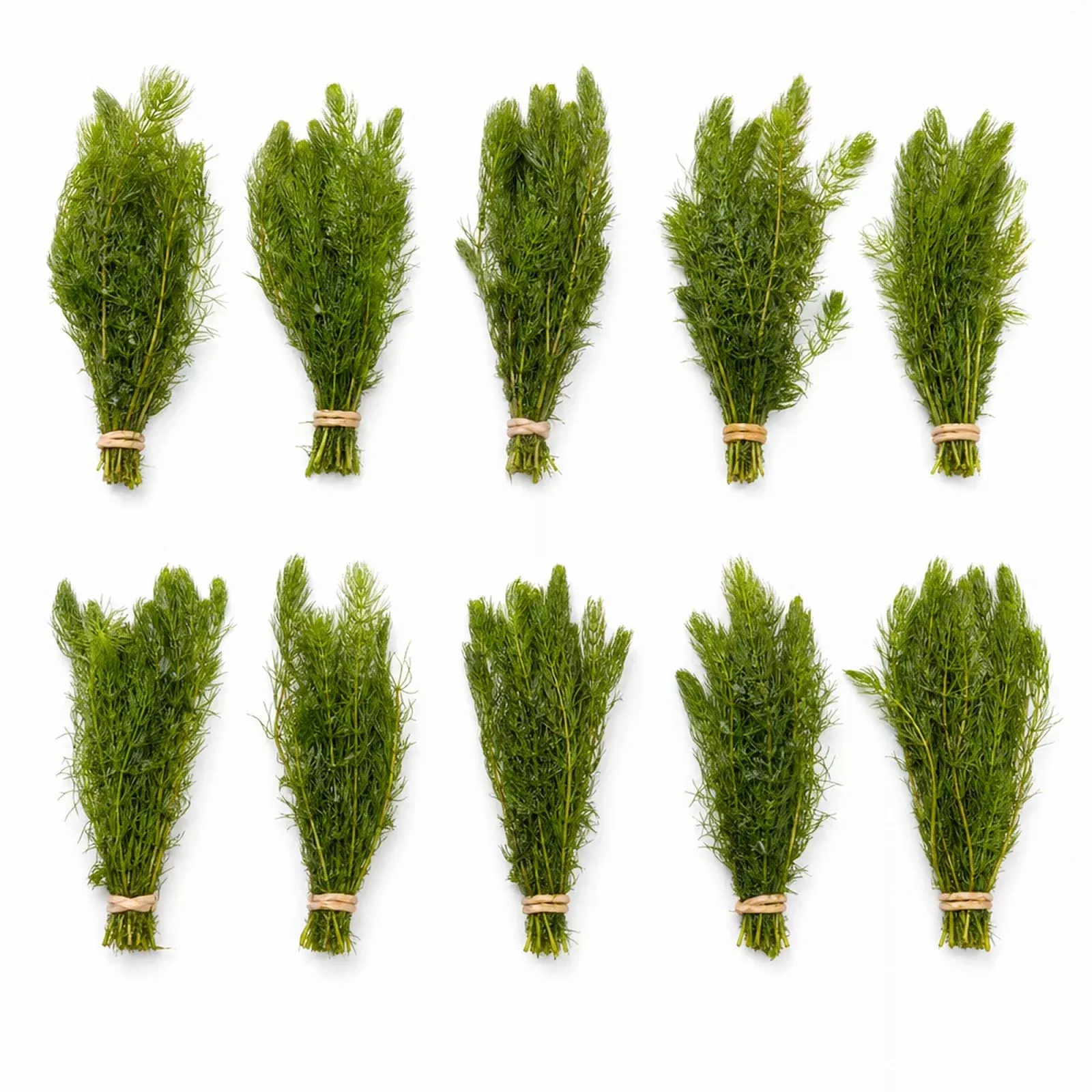 10 Pack Hornwort Bunches — Live Freshwater Aquarium Plant