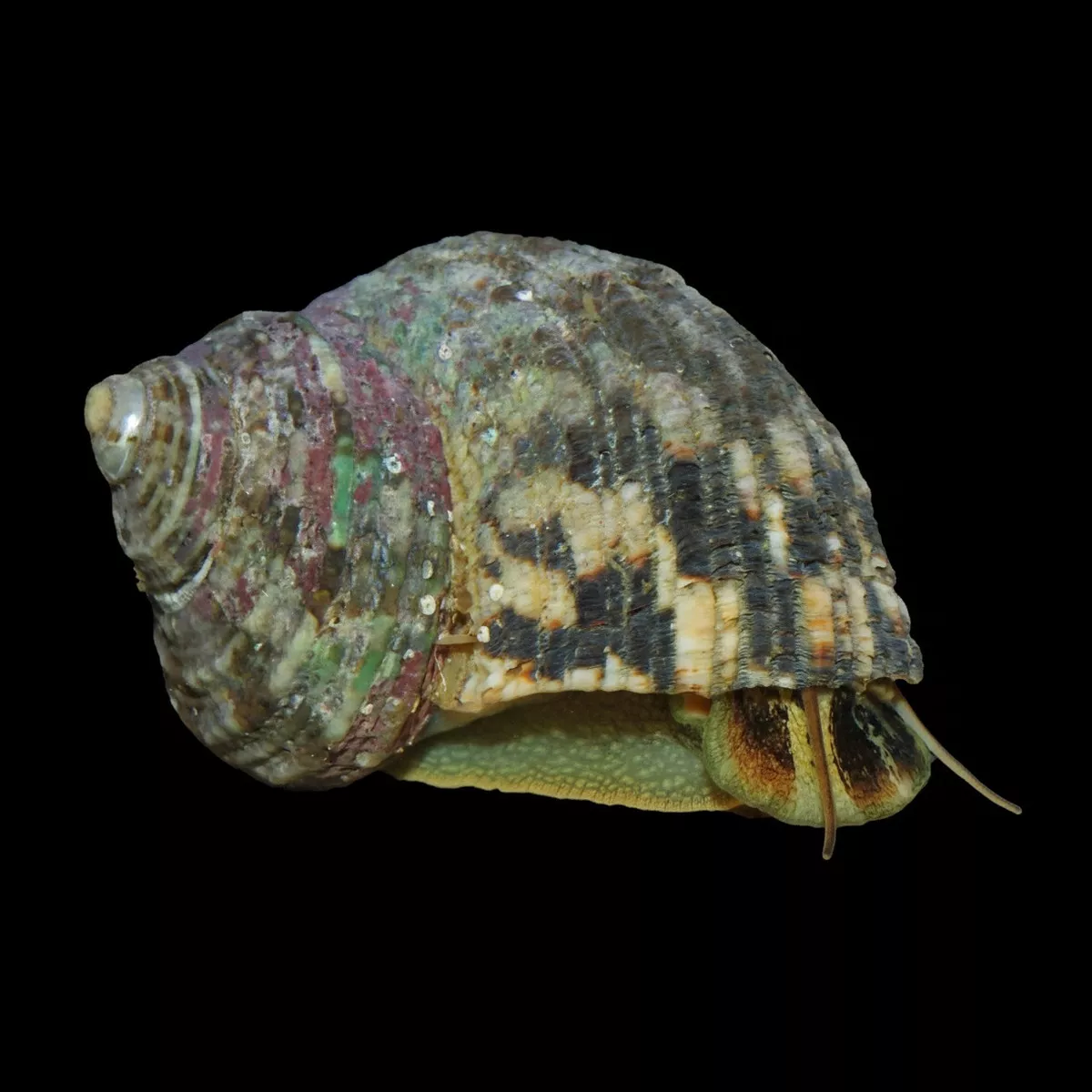 10-pack-large-mexican-turbo-snail-turbo-fluctuosa-cleanup-crew (10) Pack LARGE Mexican Turbo Snail (Turbo Fluctuosa) – Cleanup Crew