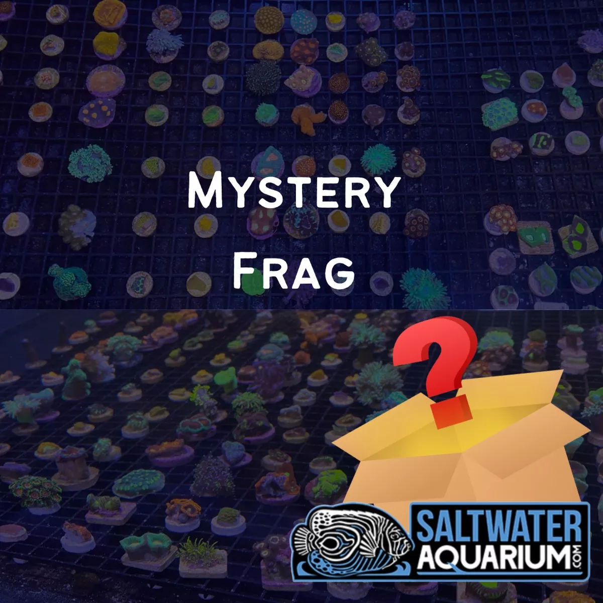 10-pack-mystery-frag-3-4-1-saq-coral-farm (10 Pack) Mystery Frag (3/4″ – 1″) – SAQ Coral Farm