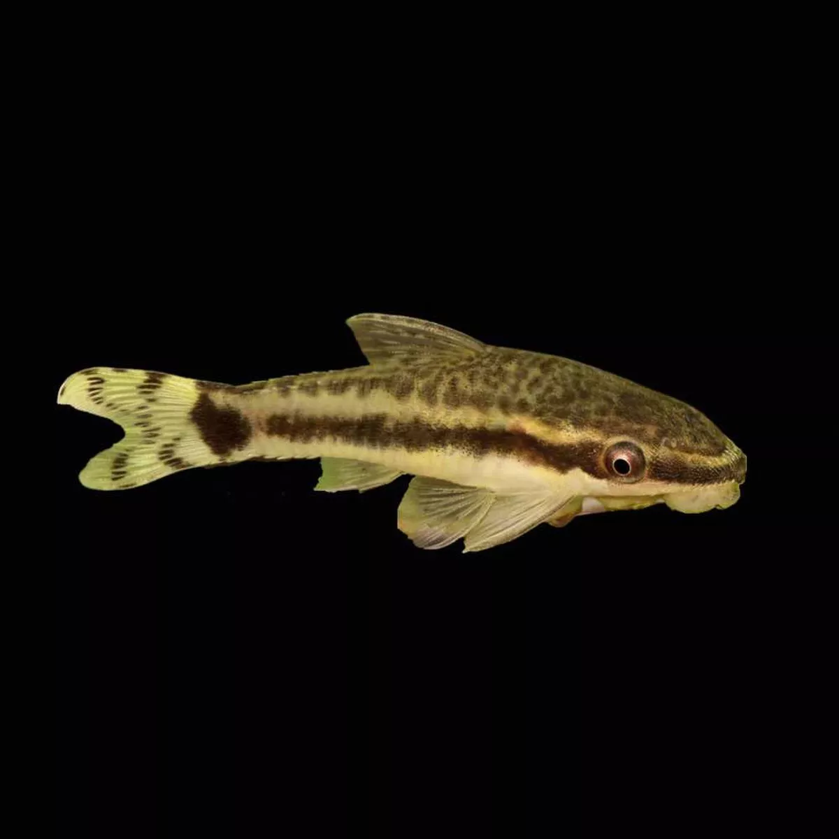 12-pack-algae-eating-otocinclus-catfish-freshwater-fish-saq-chicago-fish (12 PACK) Algae Eating Otocinclus Catfish (Freshwater) Fish – SAQ Chicago Fish