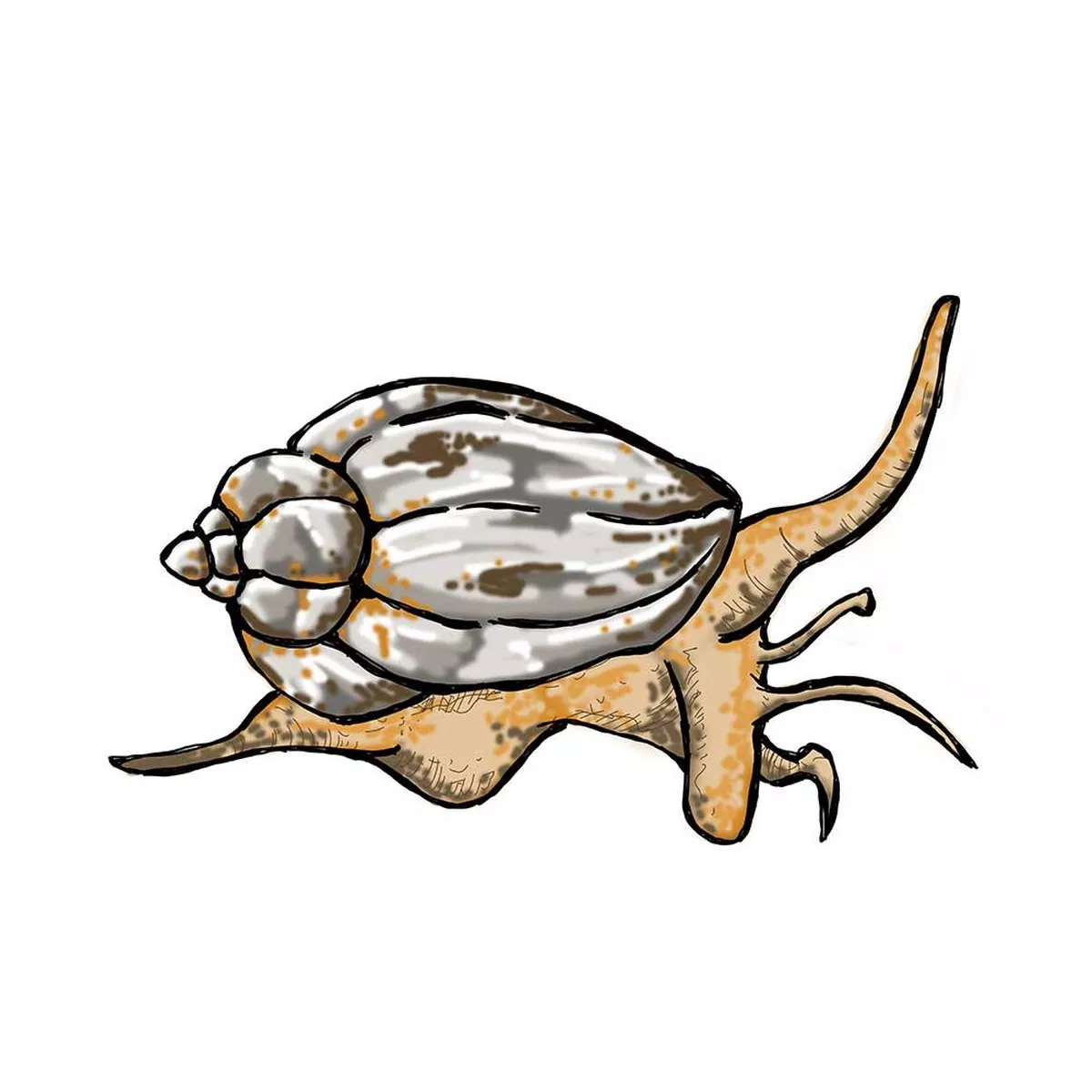 25-pack-large-nassaurius-snail-nassarius-vibex-cleanup-crew (25) Pack LARGE Nassaurius Snail (Nassarius vibex) – Cleanup Crew