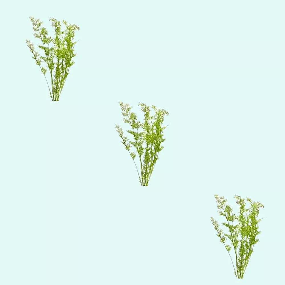 3-medium-water-sprite-lace-leaf-live-aquarium-plants (3) Medium Water Sprite Lace Leaf Live Aquarium Plants