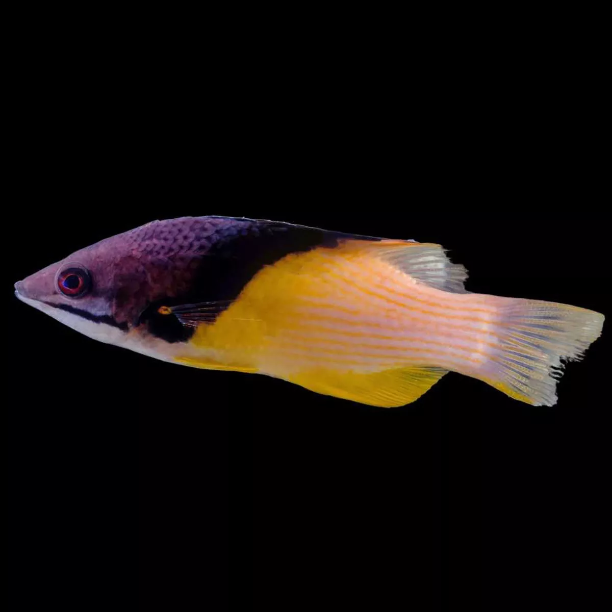3-pack-coral-hogfish-bodianus-mesothorax-saq-chicago-fish (3 Pack ) Coral Hogfish (Bodianus mesothorax) – SAQ Chicago Fish