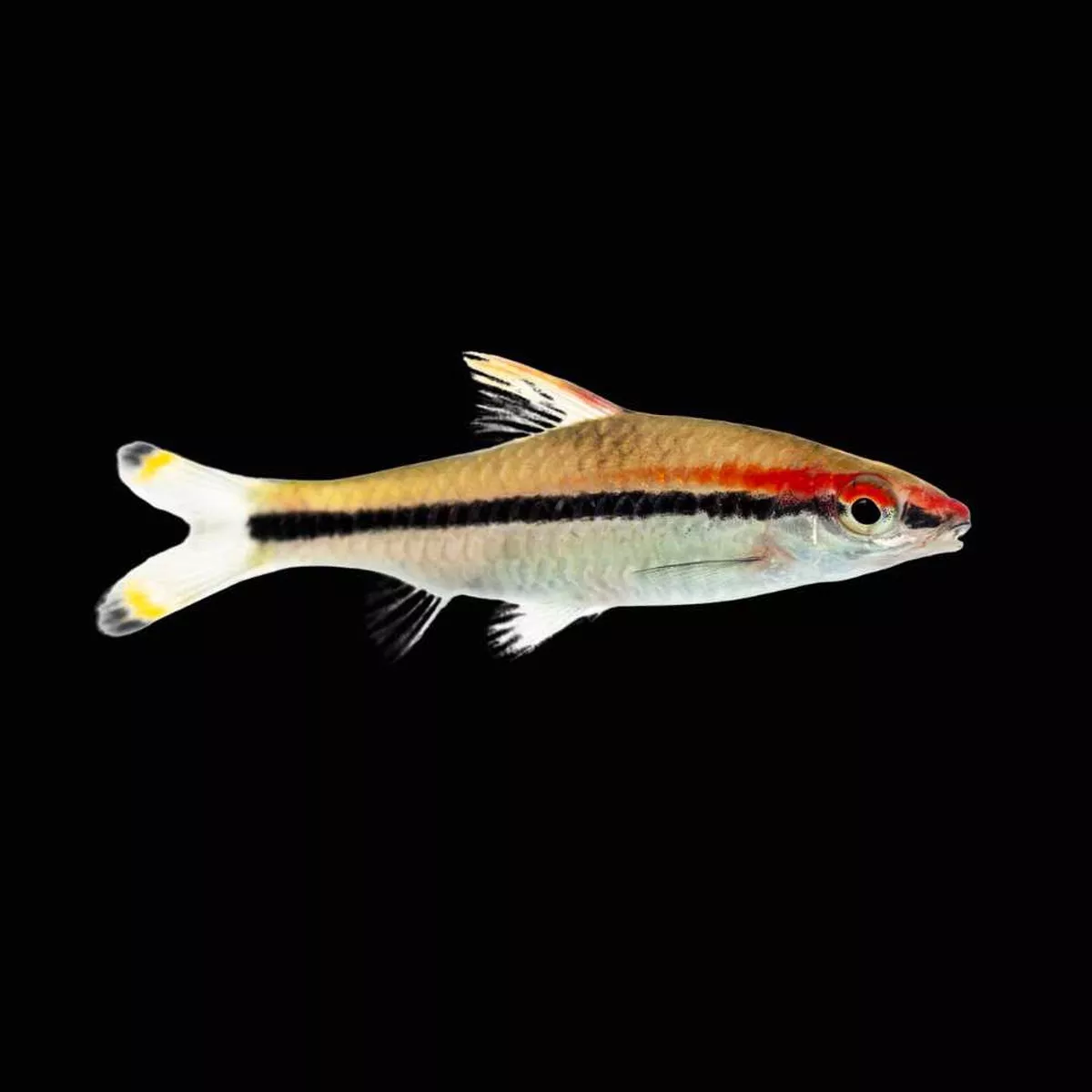 3-pack-denison-barb-freshwater-fish-saq-chicago-fish (3 Pack) Denison Barb (Freshwater) Fish – SAQ Chicago Fish
