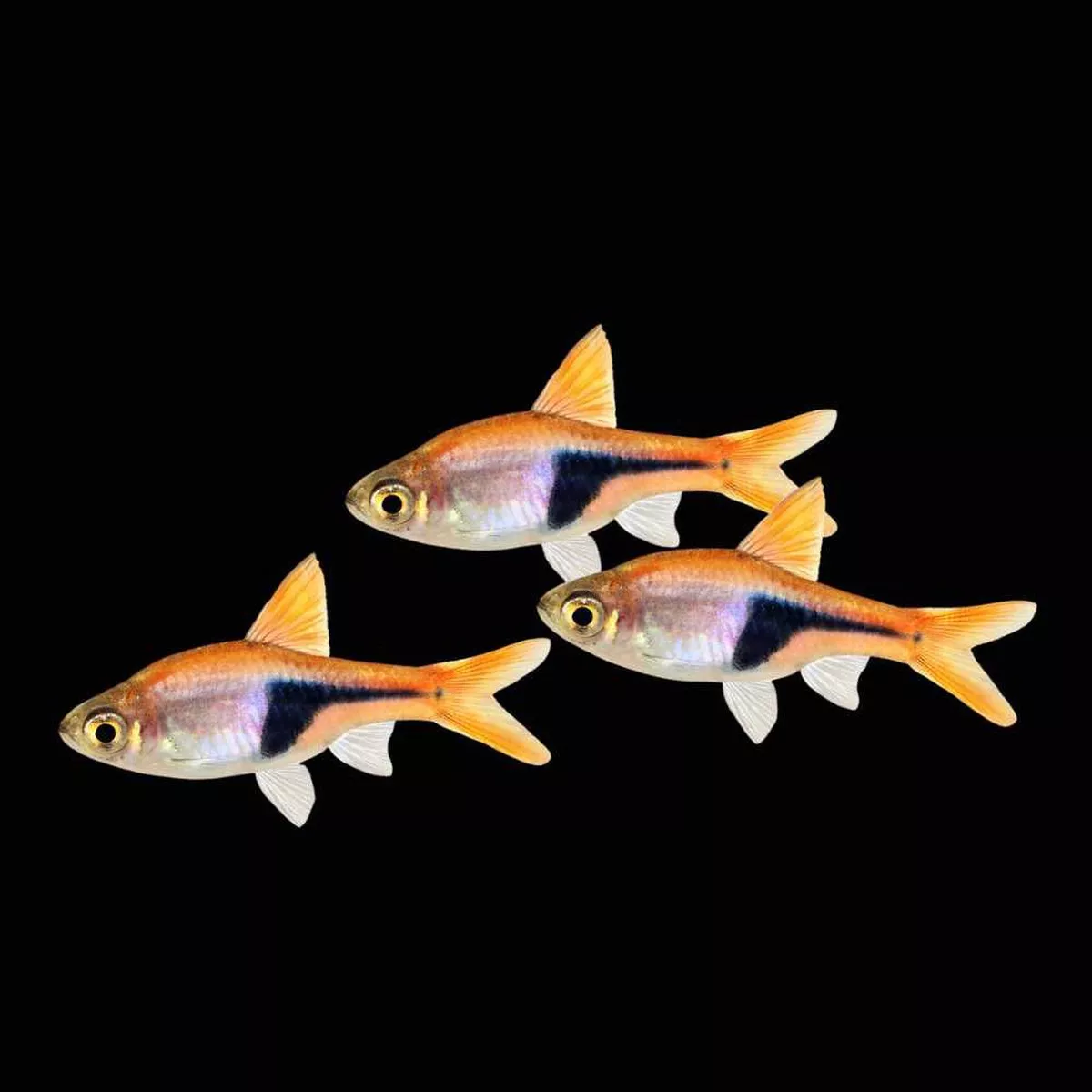 3-pack-harlequin-rasbora-freshwater-fish-saq-chicago-fish (3 Pack) Harlequin Rasbora (Freshwater) Fish – SAQ Chicago Fish
