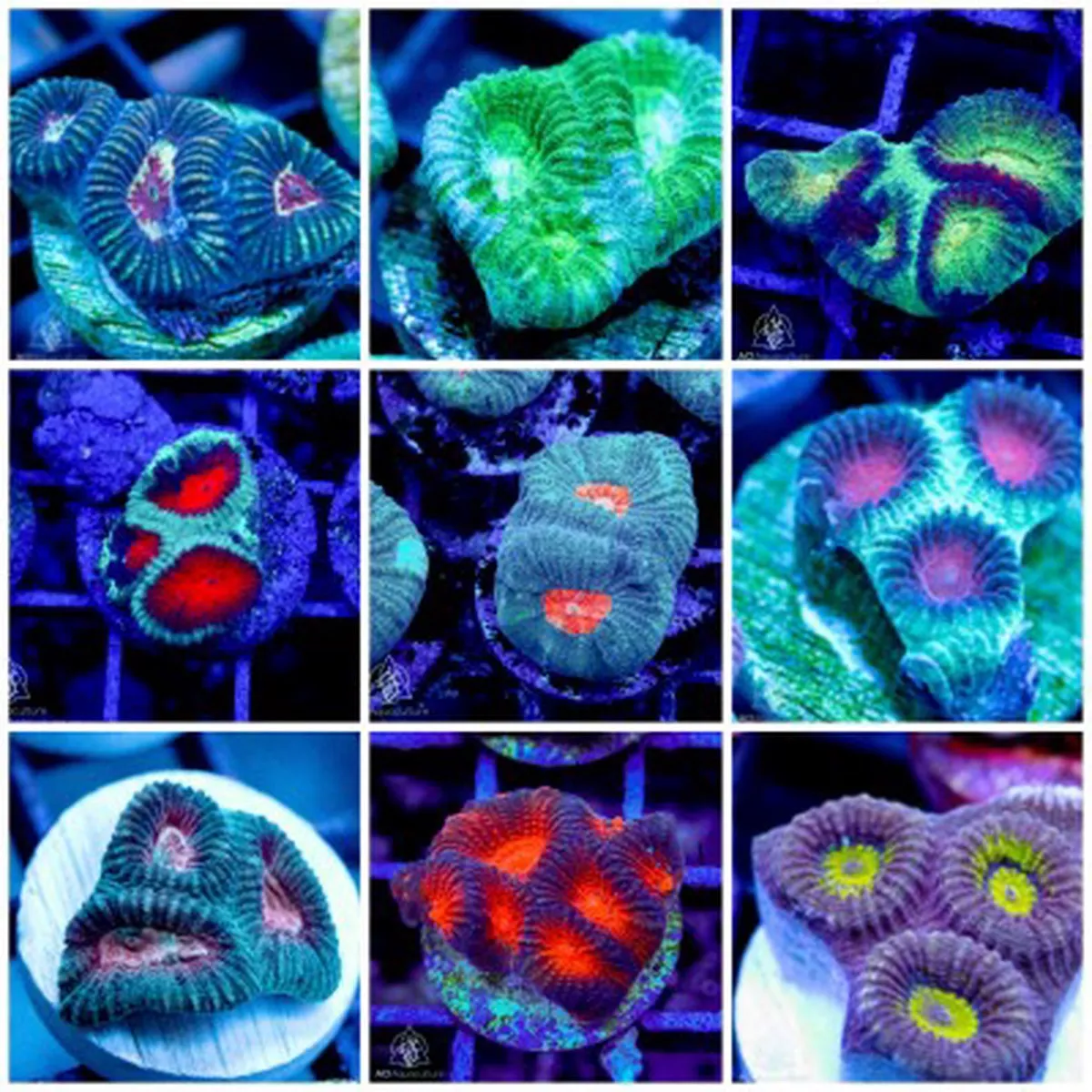 3-pack-mystery-aci-ultra-favia-frag-3-4-1-saq-coral-farm (3 PACK) Mystery ACI Ultra Favia Frag (3/4″ – 1″) – SAQ Coral Farm