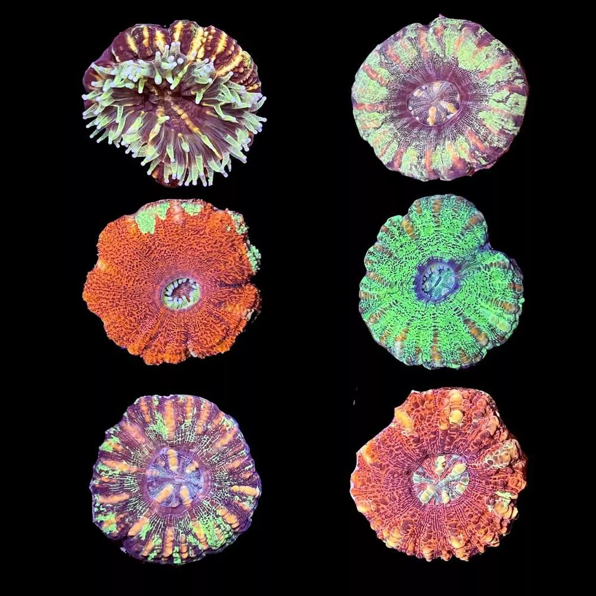 3-pack-mystery-button-scoly-3-4-1-saq-coral-farm (3 PACK) Mystery Button Scoly (3/4″ – 1″) – SAQ Coral Farm