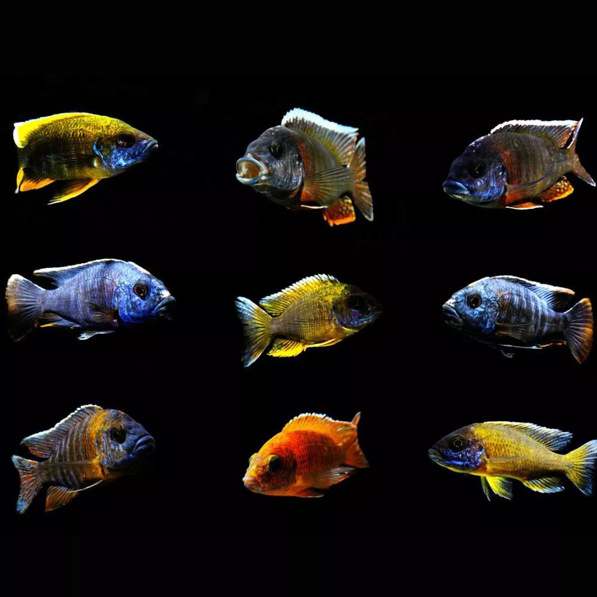 3-pack-mystery-peacock-cichlid-freshwater-fish-saq-chicago-fish (3 PACK) Mystery Peacock Cichlid (Freshwater) Fish – SAQ Chicago Fish