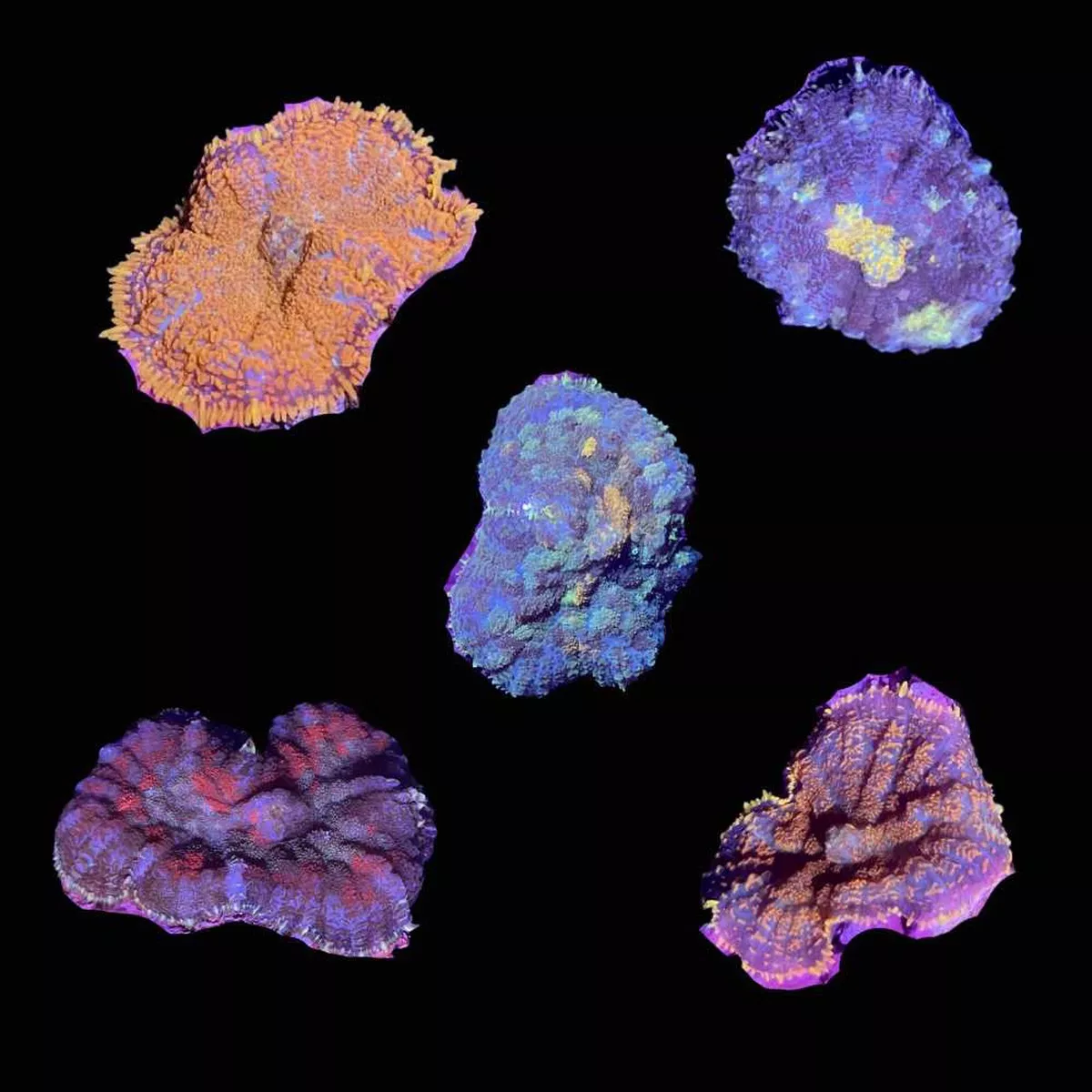 3-pack-mystery-rhodactis-mushroom-3-4-1-saq-coral-farm (3 PACK) Mystery Rhodactis Mushroom (3/4″ – 1″) – SAQ Coral Farm
