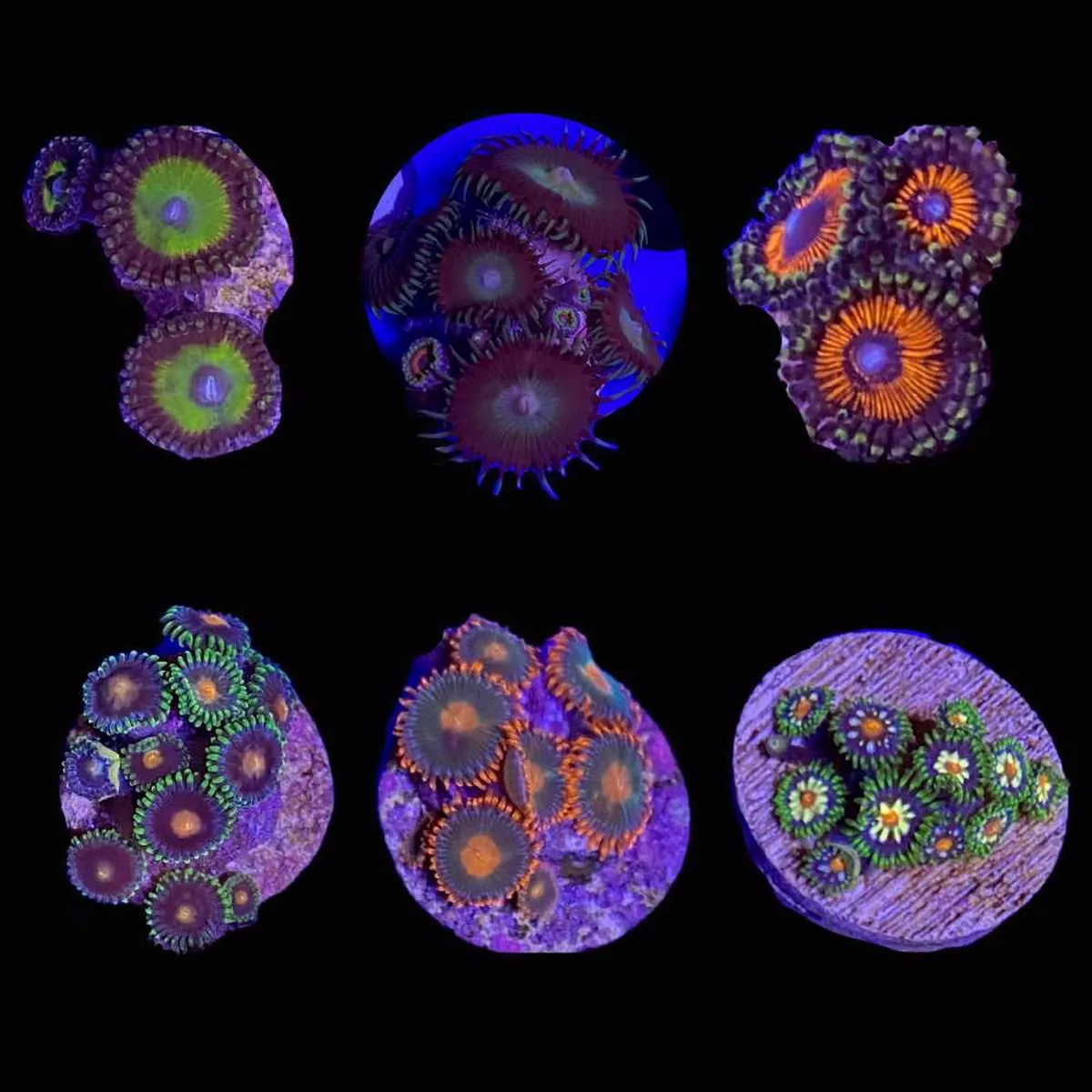 3-pack-mystery-zoanthid-3-4-1-saq-coral-farm (3 Pack) Mystery Zoanthid (3/4″ – 1″) – SAQ Coral Farm