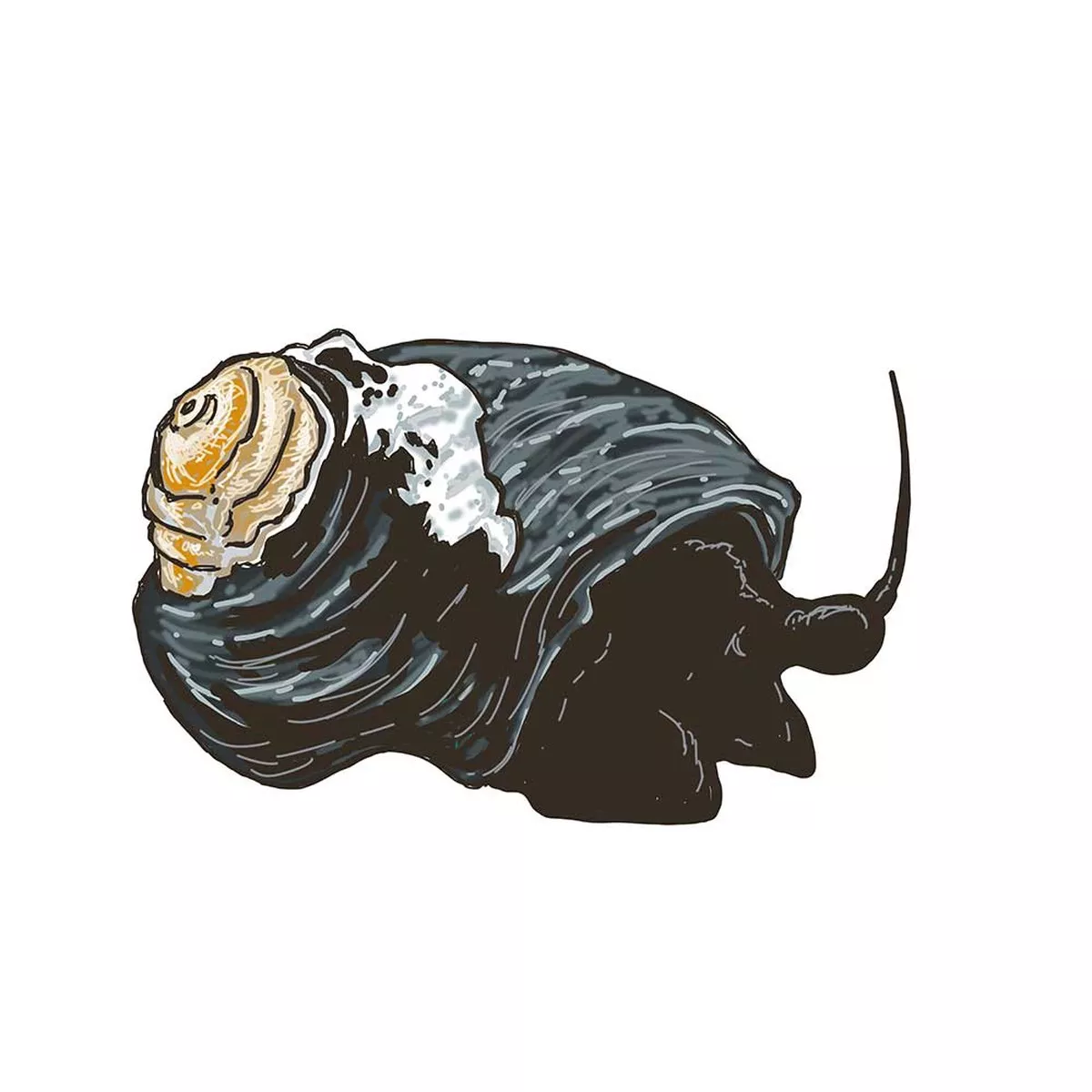 5-pack-black-margarita-snail-margarites-pupillus-cleanup-crew (5) Pack Black Margarita Snail (Margarites pupillus) – Cleanup Crew