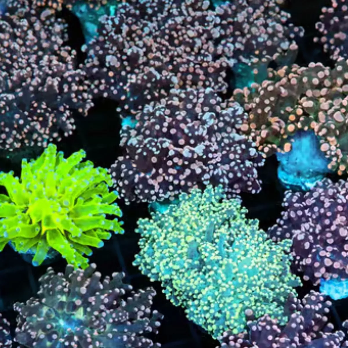 5-pack-mystery-frogspawn-coral-3-4-1-saq-coral-farm (5 Pack) Mystery Frogspawn Coral (3/4″ – 1″) – SAQ Coral Farm