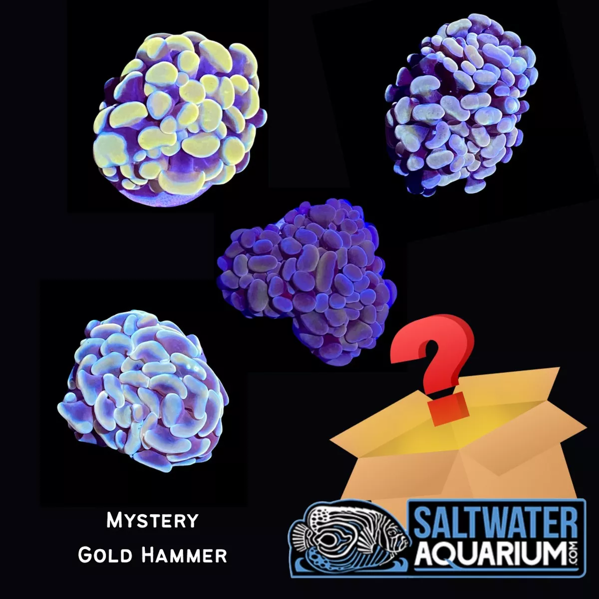 5-pack-mystery-gold-hammer-coral-3-4-1-saq-coral-farm (5 Pack) Mystery Gold Hammer Coral (3/4″ – 1″) – SAQ Coral Farm