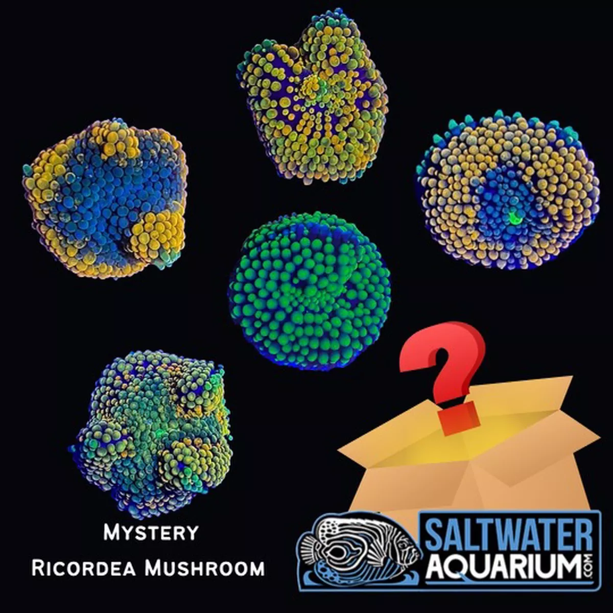 5-pack-random-mystery-florida-ricordea-mushroom-coral-3-4-1-saq-coral-farm (5 Pack) Random Mystery Florida Ricordea Mushroom Coral (3/4″ – 1″+) – SAQ Coral Farm