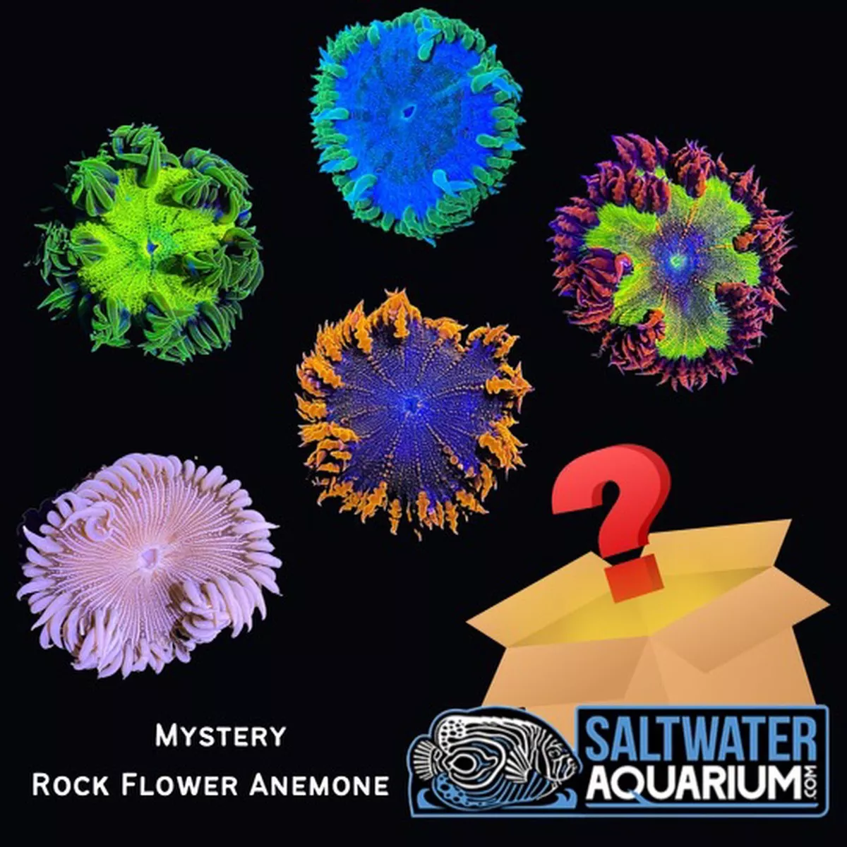 5-pack-random-mystery-rock-flower-anemone-coral-3-4-5-saq-coral-farm (5 Pack) Random Mystery Rock Flower Anemone Coral (3/4″ – 5″) – SAQ Coral Farm