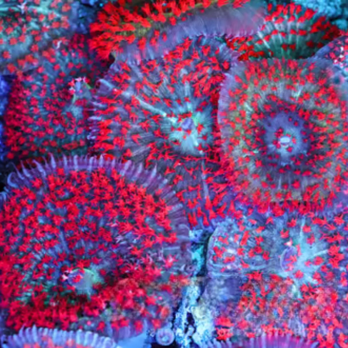 5-pack-st-thomas-mushroom-saq-coral-farm (5 PACK) St. Thomas Mushroom – SAQ Coral Farm