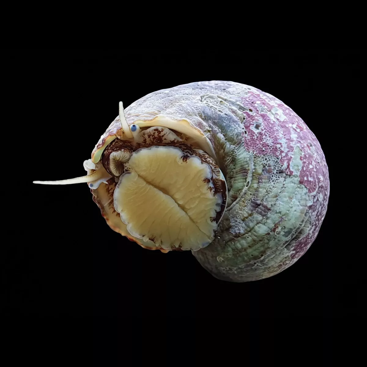 5-pack-tropical-turbo-snail-turbo-bruneus-cleanup-crew (5) Pack Tropical Turbo Snail (Turbo bruneus) – Cleanup Crew