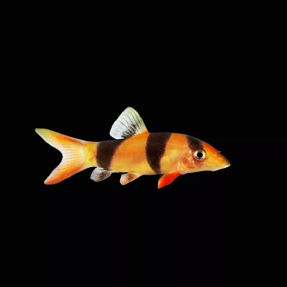 6-pack-clown-loach-freshwater-fish-saq-chicago-fish (6 Pack) Clown Loach (Freshwater) Fish – SAQ Chicago Fish