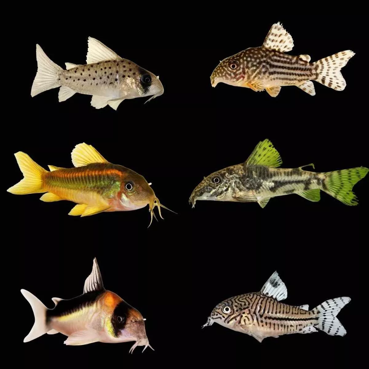 6-pack-mystery-cory-catfish-freshwater-fish-saq-chicago-fish (6 Pack) Mystery Cory Catfish (Freshwater) Fish – SAQ Chicago Fish