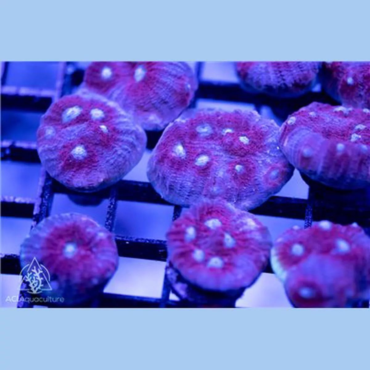 aci-cultured-ghost-eye-chalice-3-4-1-saq-coral-farm ACI Cultured Ghost Eye Chalice (3/4″ – 1″) – SAQ Coral Farm