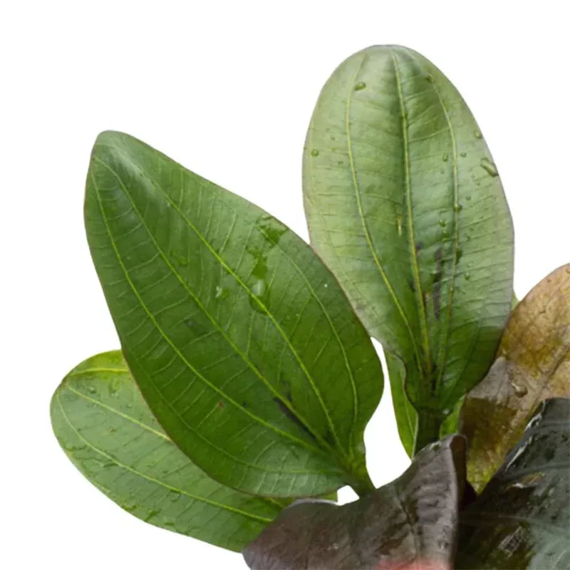 Amazon Sword Echinodorus (Red Pearl) (1 Plant | Bare Root | Large 10+ Inches) Live Aquarium Plants