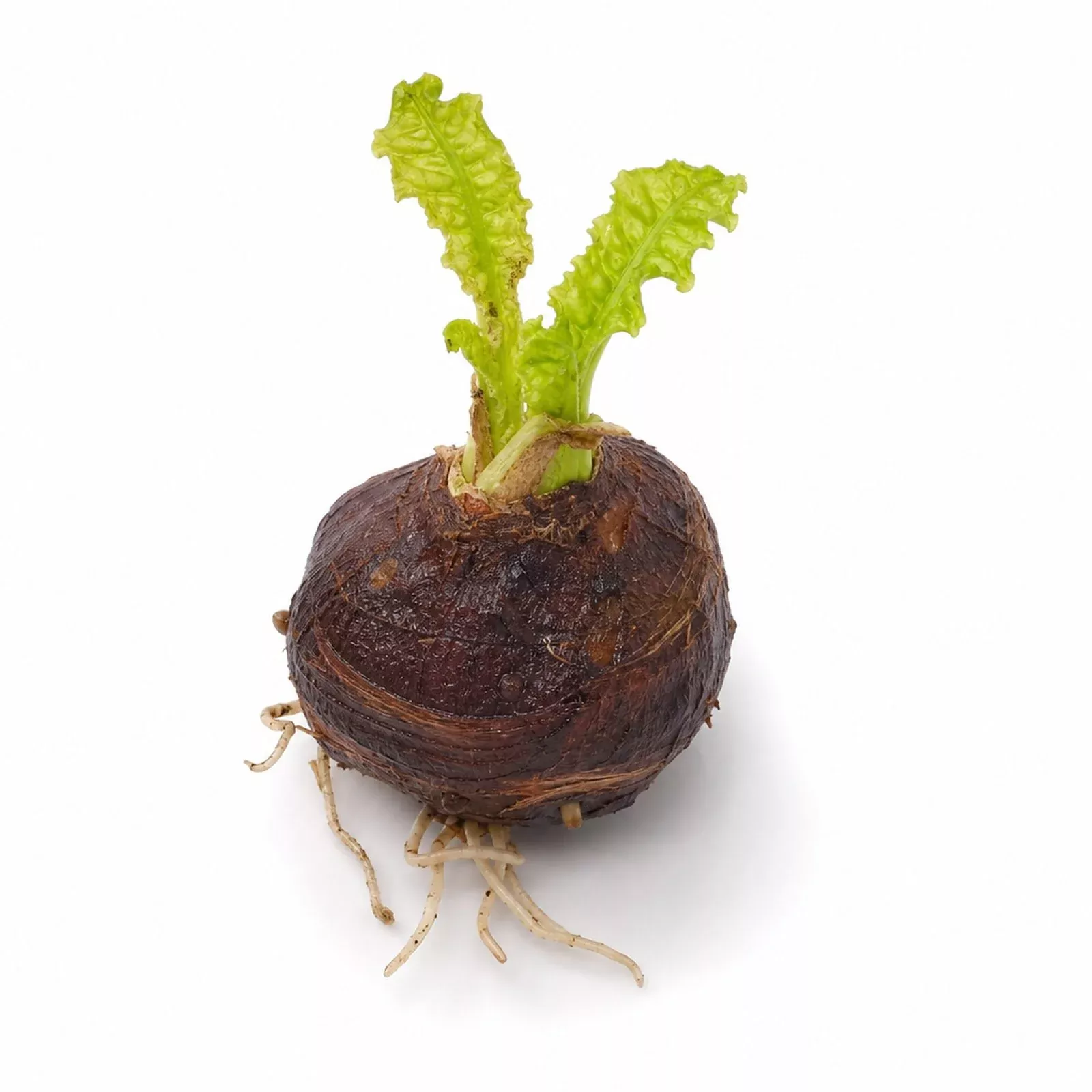 aponogeton-crispus-bulb-live-aquarium-plant-crinkled-sword-freshwater-easy-begin Aponogeton Crispus Bulb Live Aquarium Plant Crinkled Sword Freshwater Easy Beginner Low Light No CO2