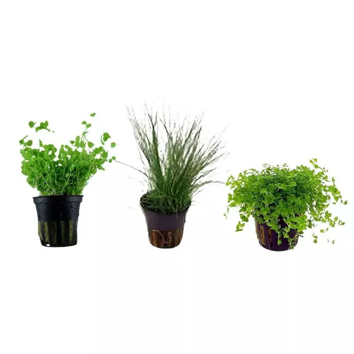 aquarium-foreground-plant-bundle-3-pots Aquarium Foreground Plant Bundle – 3 Pots