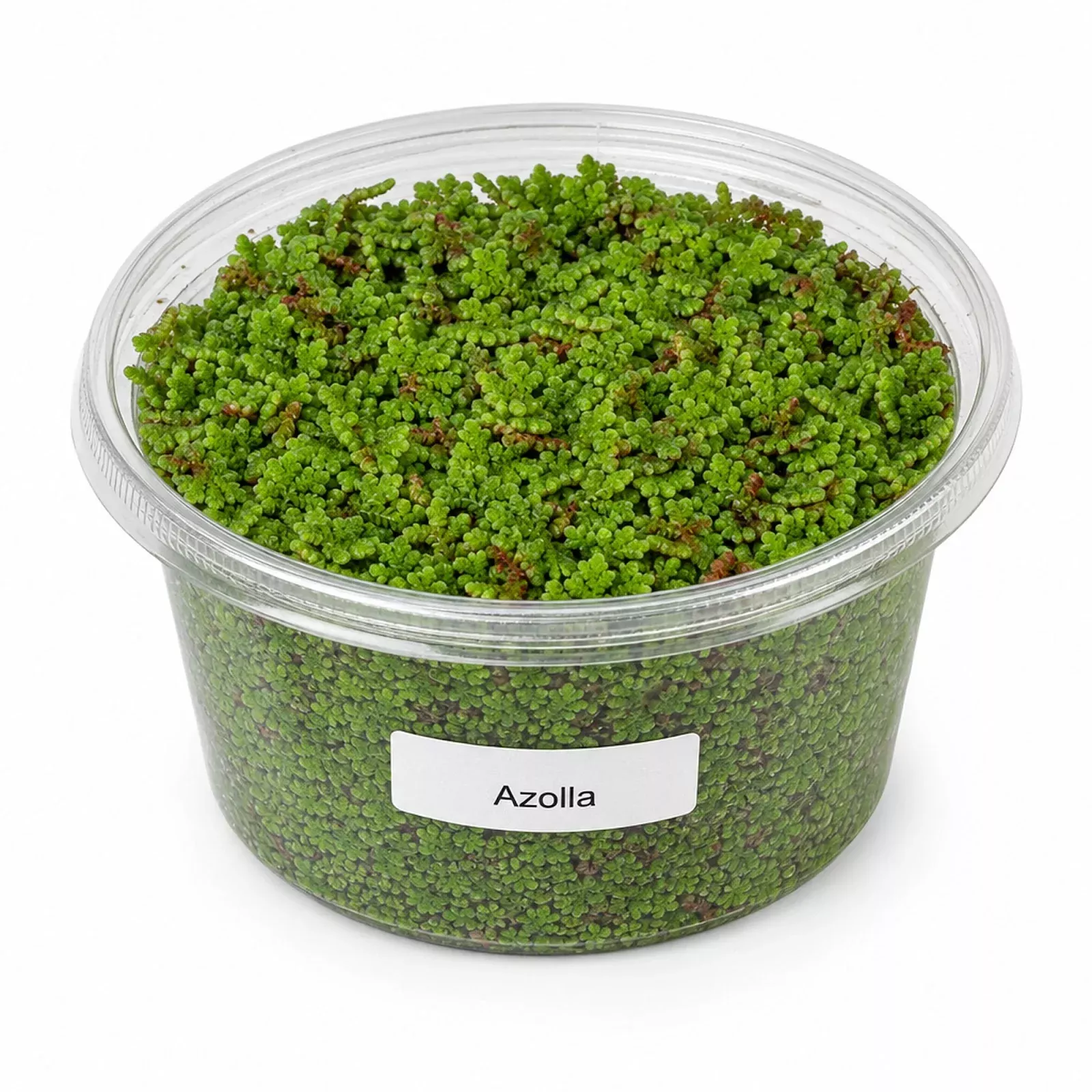 Azolla Filiculoides Water Velvet Floating Aquarium Plant Easy Care Mosquito Fern for Fish Tanks Ponds