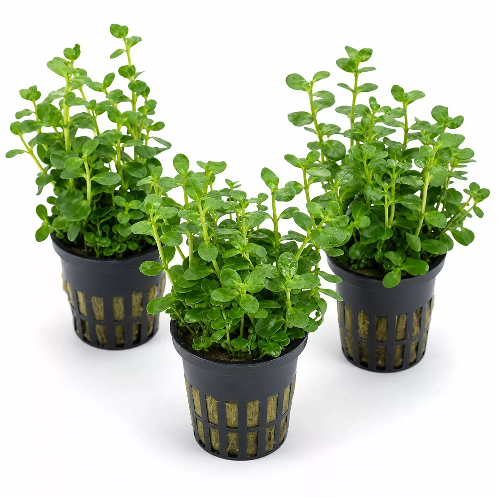 bacopa-moneywort-live-aquarium-plant-3-pack-potted-freshwater-fish-tank-bundle Bacopa Moneywort Live Aquarium Plant 3 Pack Potted Freshwater Fish Tank Bundle