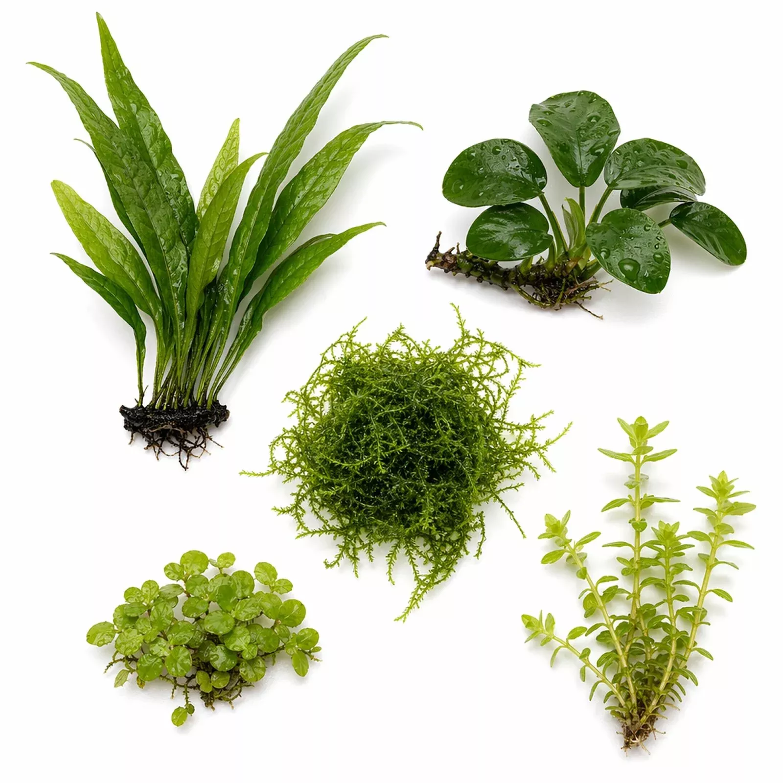 betta-fish-plant-bundle-low-light-aquarium-kit-5-live-plants-java-fern-anubias-j Betta Fish Plant Bundle | Low Light Aquarium Kit | 5 Live Plants | Java Fern, Anubias, Java Moss, Red Root Floater, Stem Plant