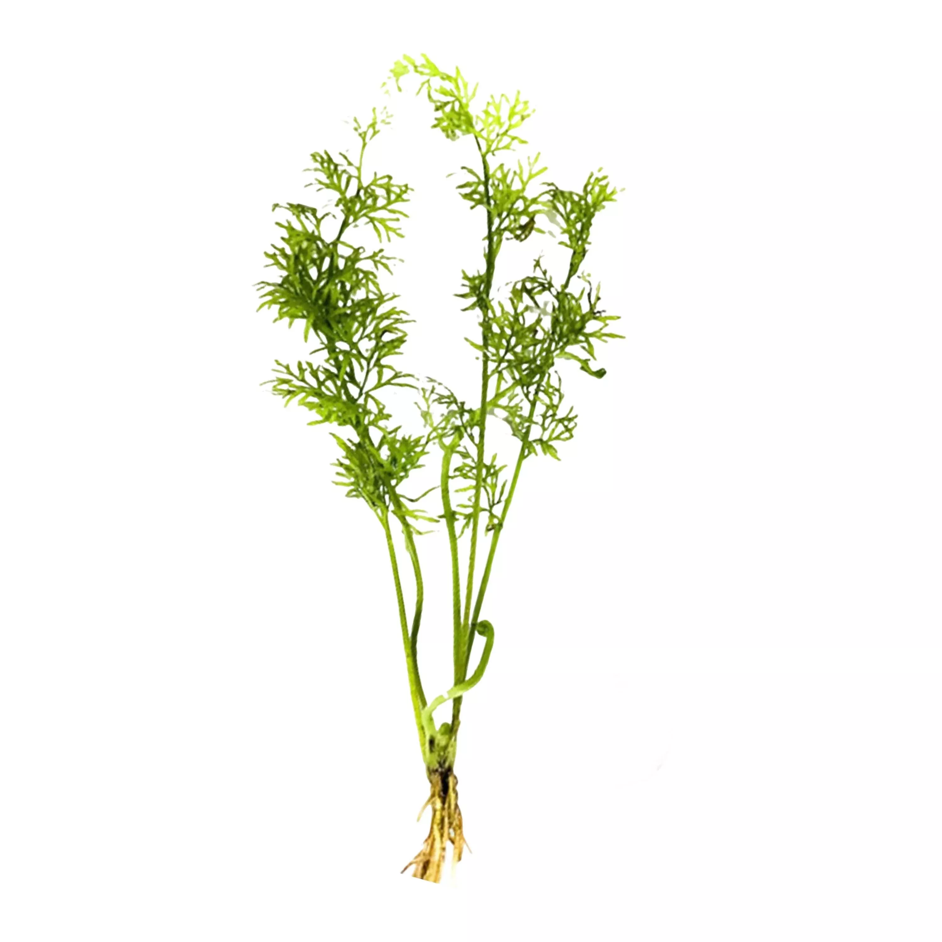 canton-aquatics-water-sprite-indian-fern-live-aquarium-plants-fast-growing-aquar Canton Aquatics Water Sprite (Indian Fern) Live Aquarium Plants – Fast Growing Aquarium Plant for Mid-Ground - All Natural & Organic Aquatic Plant, Small