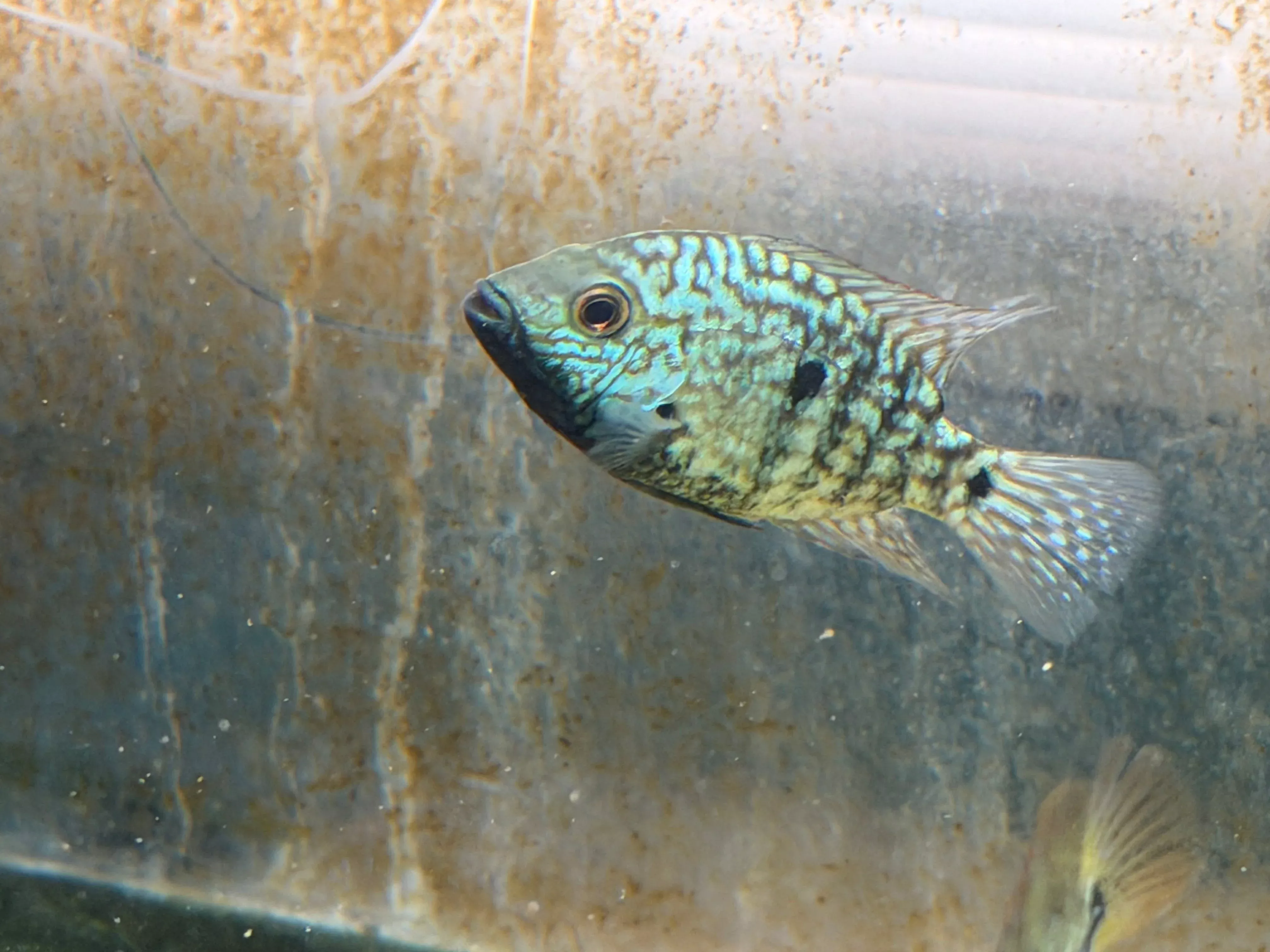 carpintis-cichlid-herichthys-carpintis Carpintis Cichlid (Herichthys carpintis)