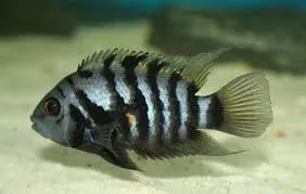 convict-cichlids Convict cichlids