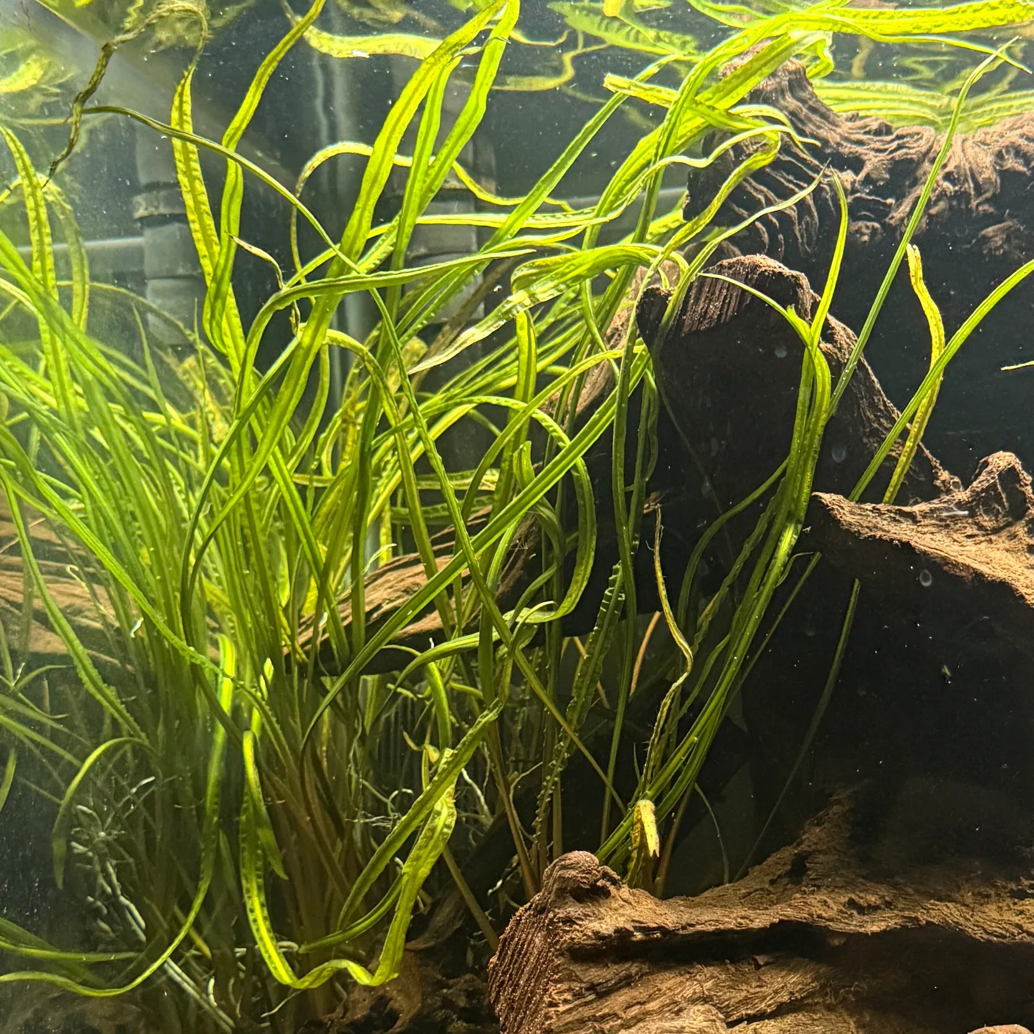 cryptocoryne-retrospiralis Cryptocoryne Retrospiralis