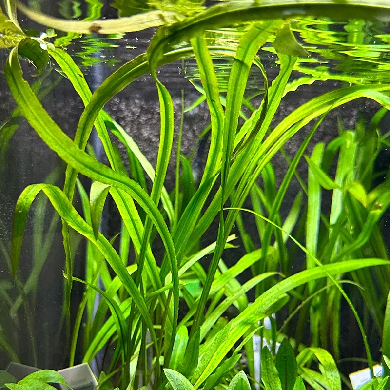 cryptocoryne-spiralis Cryptocoryne Spiralis