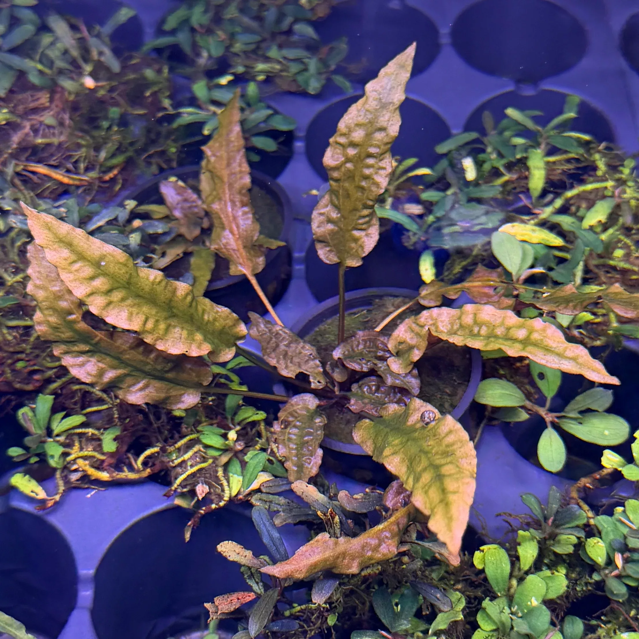 cryptocoryne-wendtii-red Cryptocoryne Wendtii Red