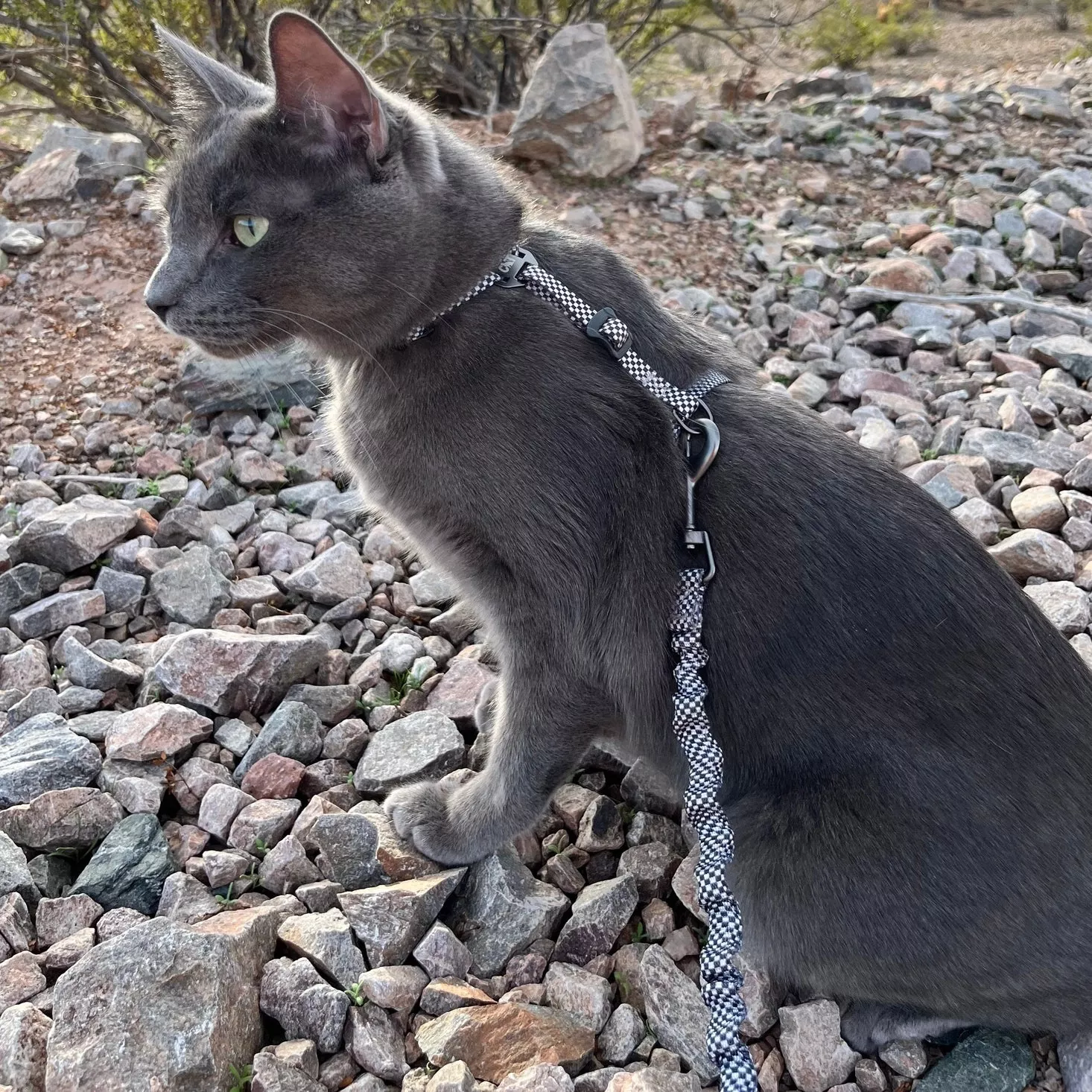 day-tripper-adjustable-h-style-cat-harness-leash-checkered "The Day Tripper" Adjustable H-Style Cat Harness & Leash - Checkered
