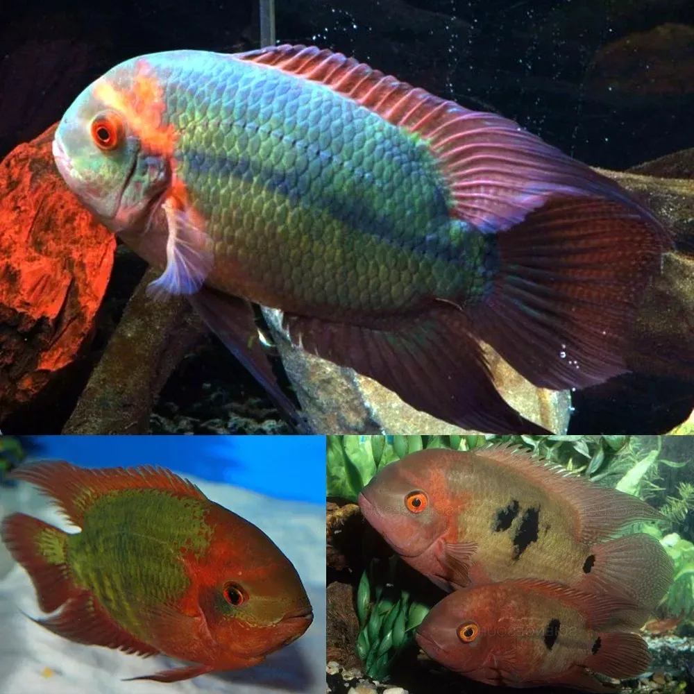 emerald-cichlid-chocolate-cichlid-hypselecara-temporalis Emerald Cichlid (Chocolate Cichlid (Hypselecara temporalis)