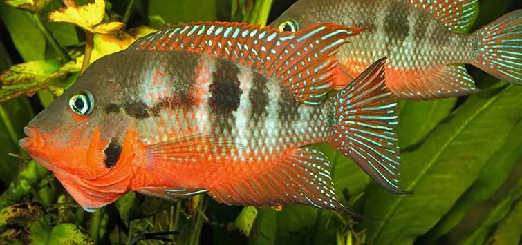 firemouth-cichlid-thorichthys-meeki Firemouth Cichlid (Thorichthys meeki)