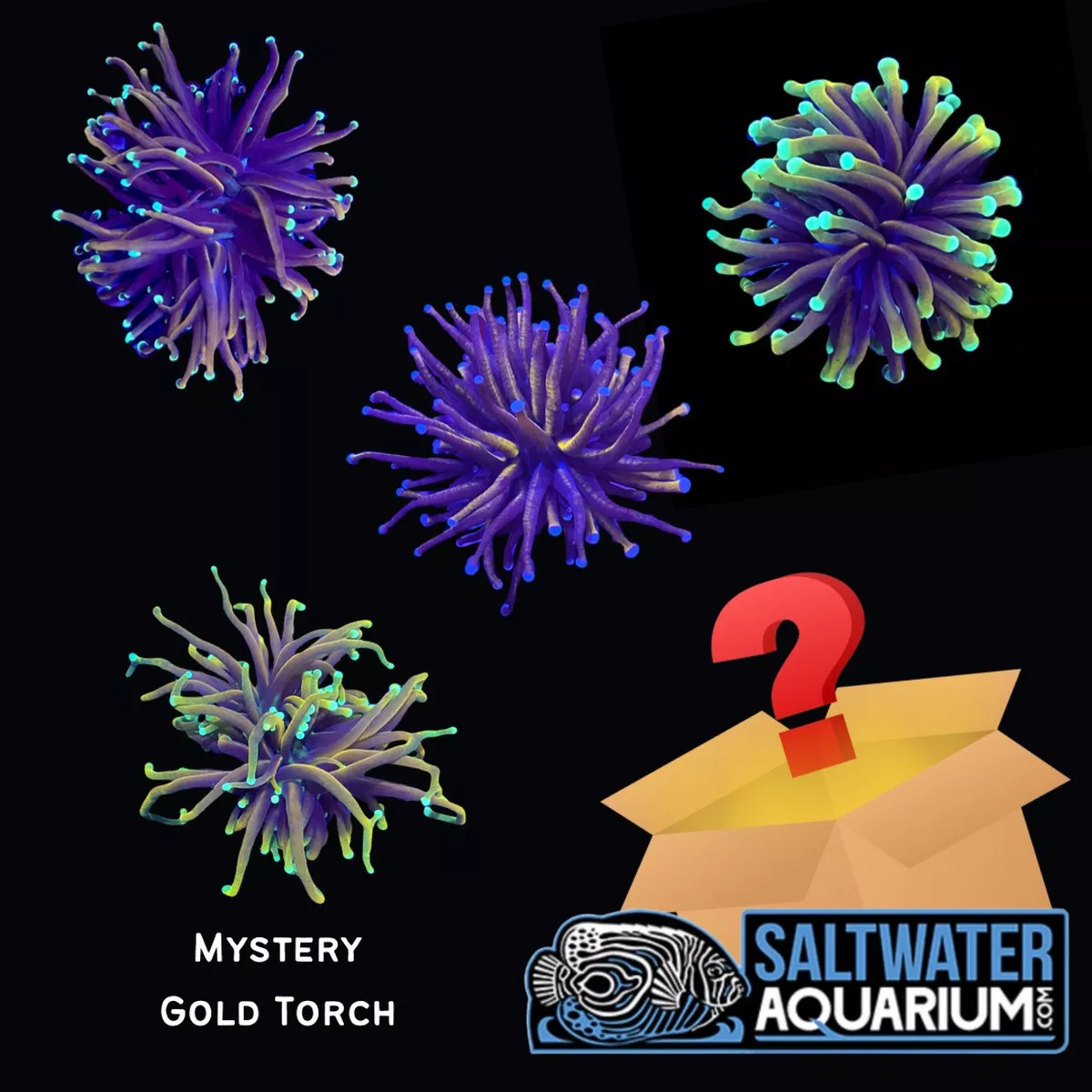 five-pack-mystery-gold-torch-3-4-2-1-2-heads-saq-coral-farm (Five Pack) Mystery Gold Torch (3/4″ – 2″) 1-2 Heads – SAQ Coral Farm