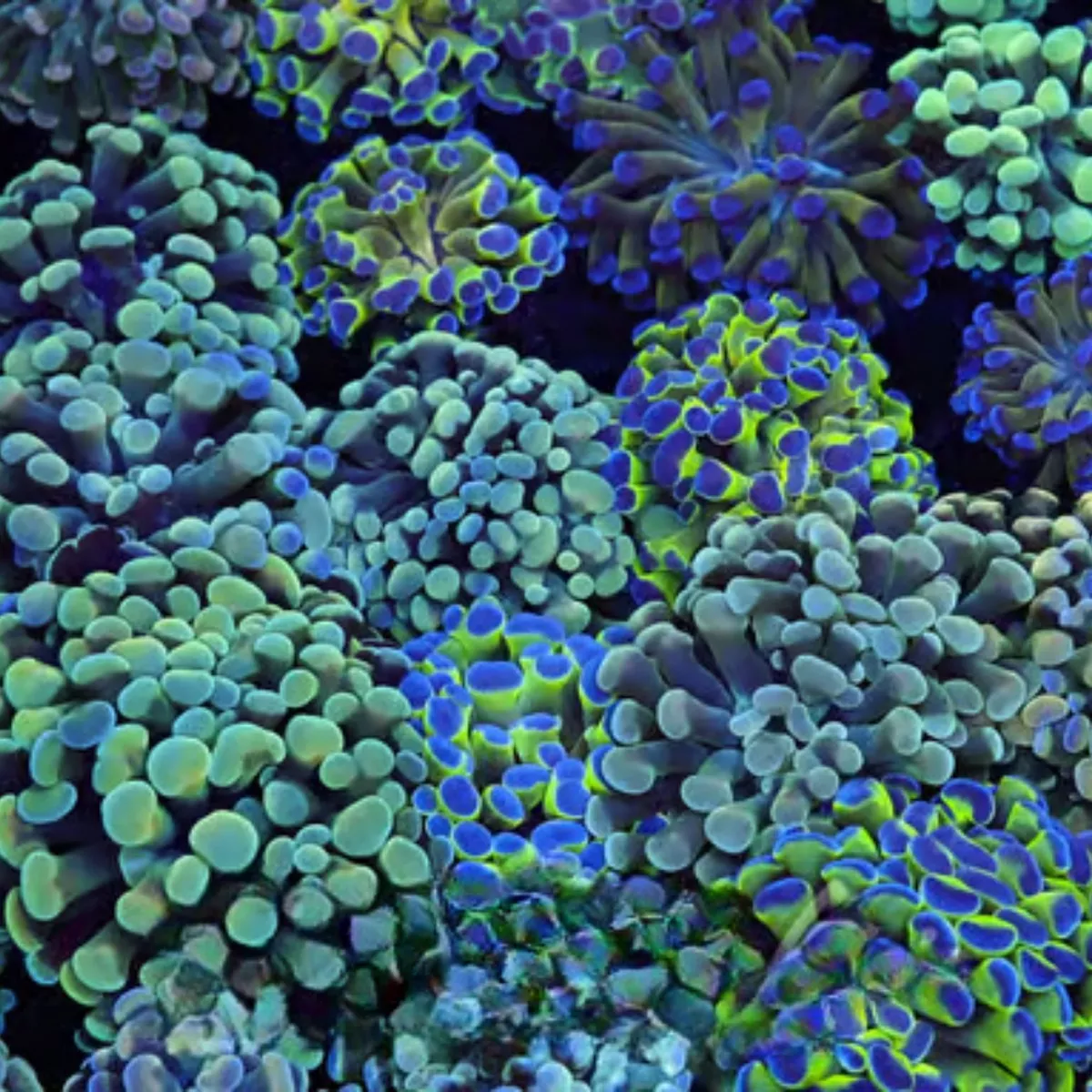 five-pack-mystery-hammer-coral-1-2-heads-saq-coral-farm (Five Pack) Mystery Hammer Coral 1-2 Heads – SAQ Coral Farm