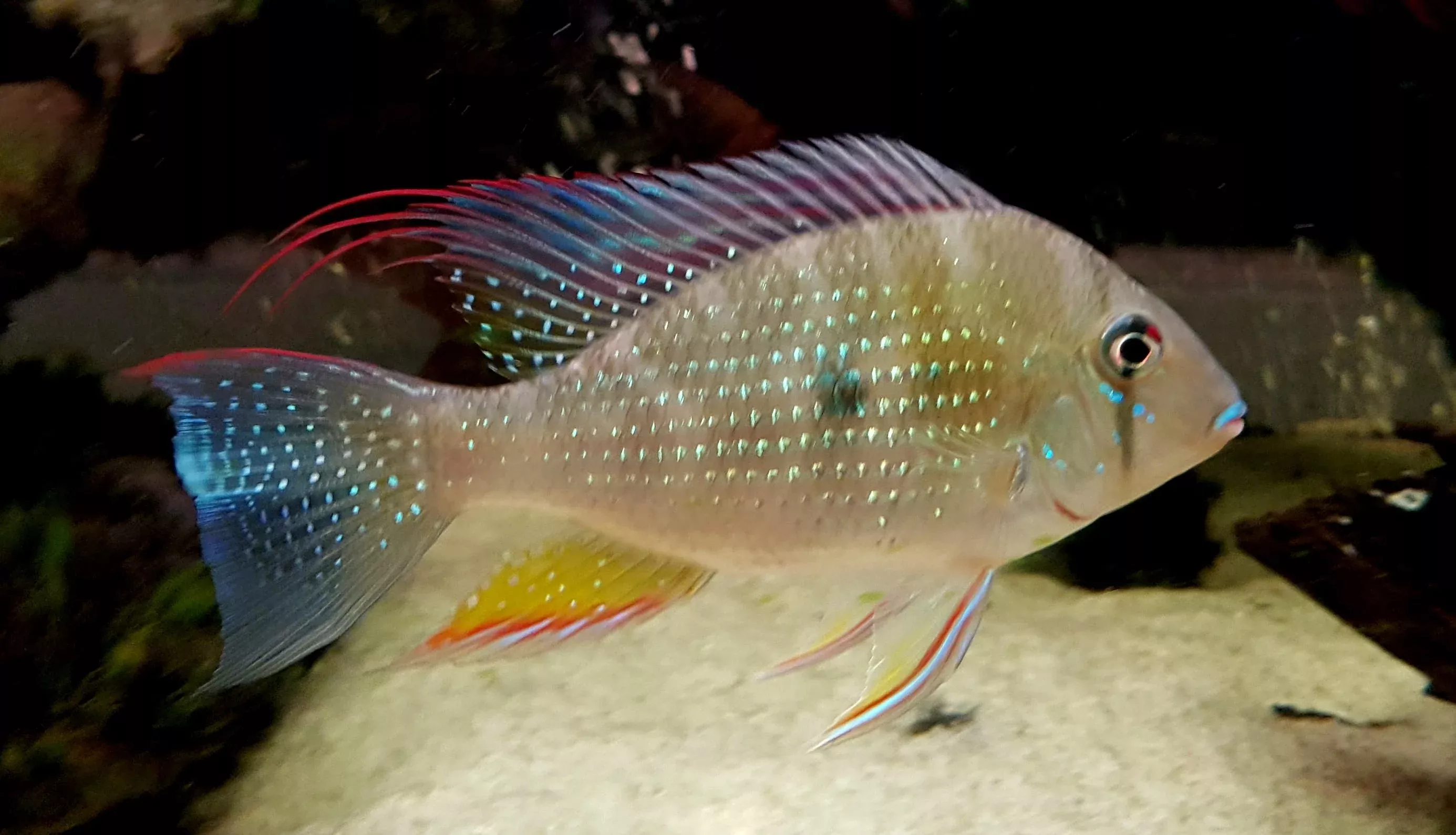 geophagus-heckelii-threadfin-acara-or-heckelii-threadfin-medium Geophagus heckelii ( Threadfin Acara or Heckelii Threadfin) MEDIUM