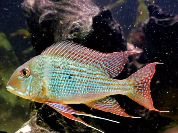 geophagus-surinamensis Geophagus surinamensis