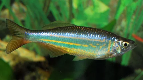 giant-danio Giant Danio