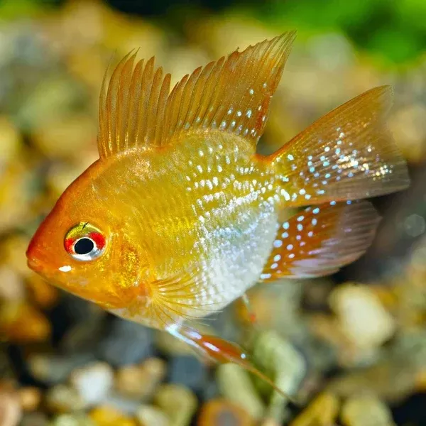 gold-balloon-ram-mikrogeophagus-ramirezi Gold Balloon Ram (Mikrogeophagus ramirezi)