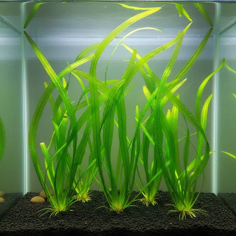 Italian Vallisneria Spiralis Live Aquarium Plants - 6 Pack